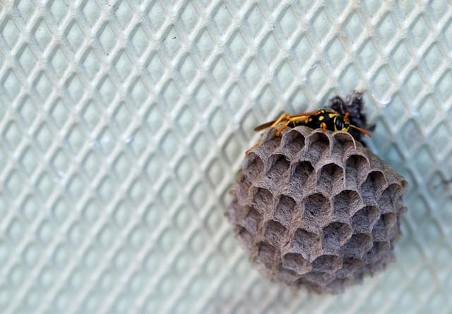 
Makrofotografia zbliżeniowa kulistego, papierowego gniazda osy. Gniazdo o naturalnych, szarych i brązowych odcieniach, z widocznymi licznymi otwartymi sześciokątnymi komórkami plastra miodu, jest przymocowane do jasnoszarej, perforowanej powierzchni siatkowej. Na górnej części gniazda spoczywa jedna osa o charakterystycznym żółto-czarnym ubarwieniu. Gniazdo jest umieszczone po prawej stronie kadru, a duża część lewej strony jest zajęta przez lekko rozmytą teksturę siatki. Oświetlenie jest naturalne i równomierne, a zdjęcie ma dużą ostrość na gnieździe i owadzie.