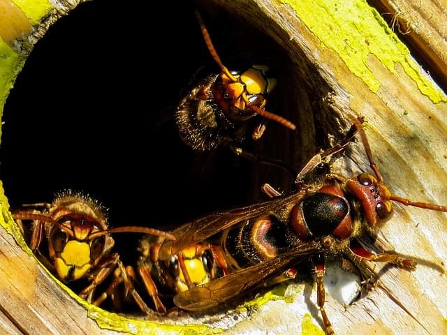 Makrofotografia z bliska przedstawia trzy szerszenie europejskie kłębiące się wokół okrągłego wejścia do ich gniazda w pniu drzewa. Krawędź drewnianego otworu jest pokryta jaskrawozielono-żółtymi porostami. Na pierwszym planie, po prawej, duży szerszeń spogląda w bok, eksponując swoje jaskrawożółte i brązowo-czerwone wzory na chitynowym pancerzu oraz żyłki na skrzydłach. Po lewej stronie dwa mniejsze szerszenie patrzą bezpośrednio z wewnątrz ciemnego otworu w obiektyw, pokazując swoje jaskrawożółte twarze i czułki. Owady mają wyraźne tekstury ciał i złożone oczy.