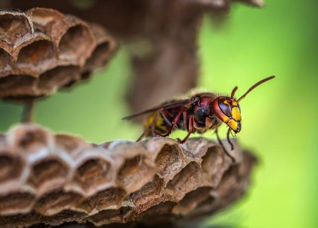 Pojedyncza osa siedząca na swoim gnieździe
