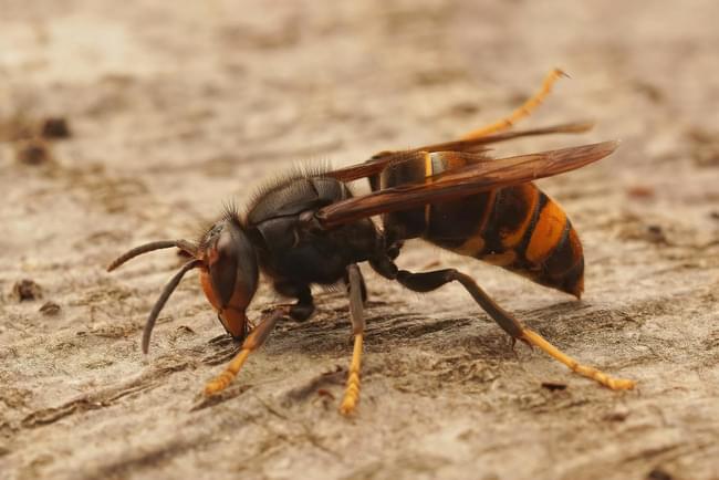Szerszeń siedzący na drewnianej belce na poddaczu domu
